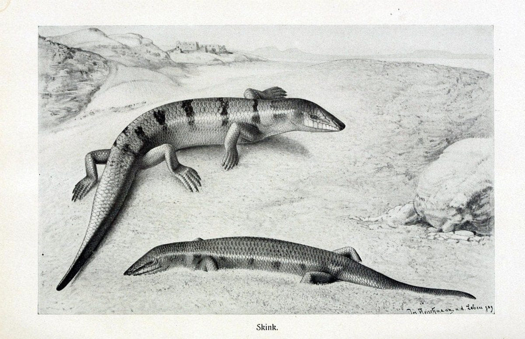 Brehms Tierleben. Leipzig,Bibliographisches Institut,1911-19-. | "Animal behavior" Zoology  | Vintage Print Reproduction 463409