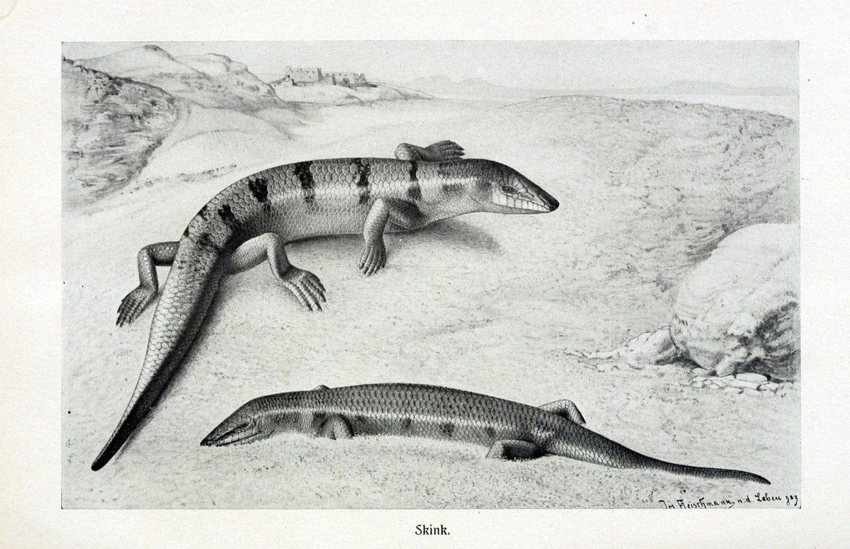 Brehms Tierleben. Leipzig,Bibliographisches Institut,1911-19-. | "Animal behavior" Zoology  | Vintage Print Reproduction 463409