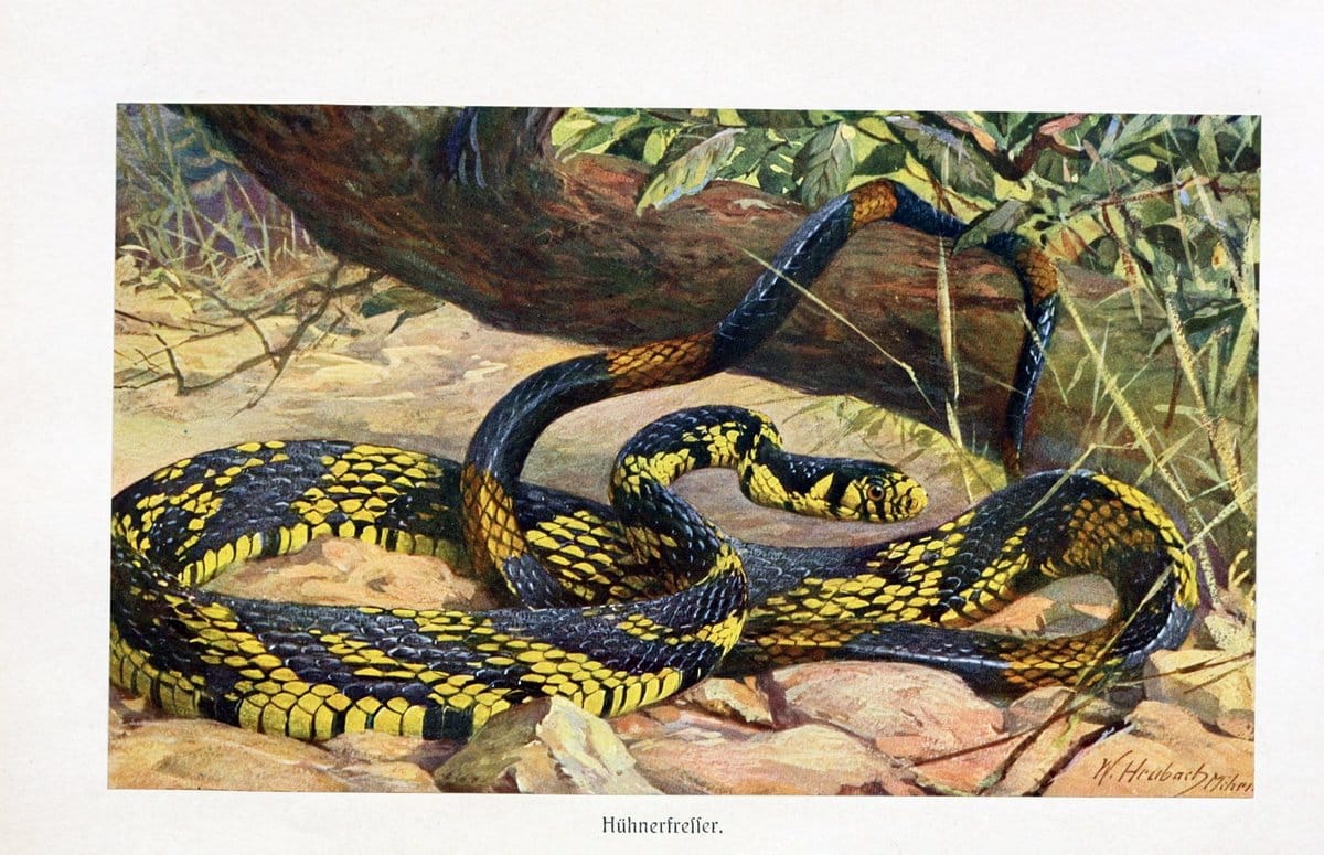 Brehms Tierleben. Leipzig,Bibliographisches Institut,1911-19-. | "Animal behavior" Zoology  | Vintage Print Reproduction 463410