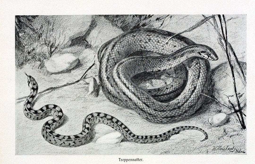 Brehms Tierleben. Leipzig,Bibliographisches Institut,1911-19-. | "Animal behavior" Zoology  | Vintage Print Reproduction 463411