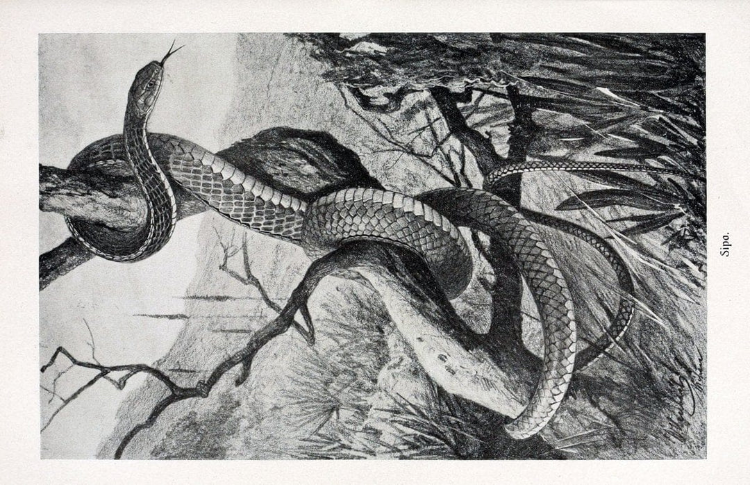 Brehms Tierleben. Leipzig,Bibliographisches Institut,1911-19-. | "Animal behavior" Zoology  | Vintage Print Reproduction 463412
