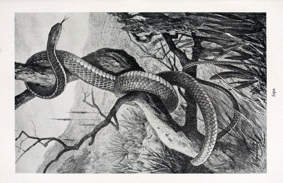 Brehms Tierleben. Leipzig,Bibliographisches Institut,1911-19-. | "Animal behavior" Zoology  | Vintage Print Reproduction 463412