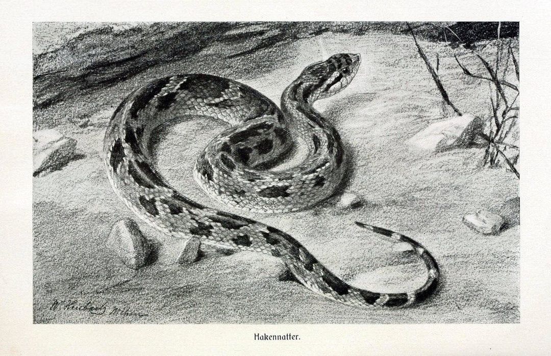 Brehms Tierleben. Leipzig,Bibliographisches Institut,1911-19-. | "Animal behavior" Zoology  | Vintage Print Reproduction 463413
