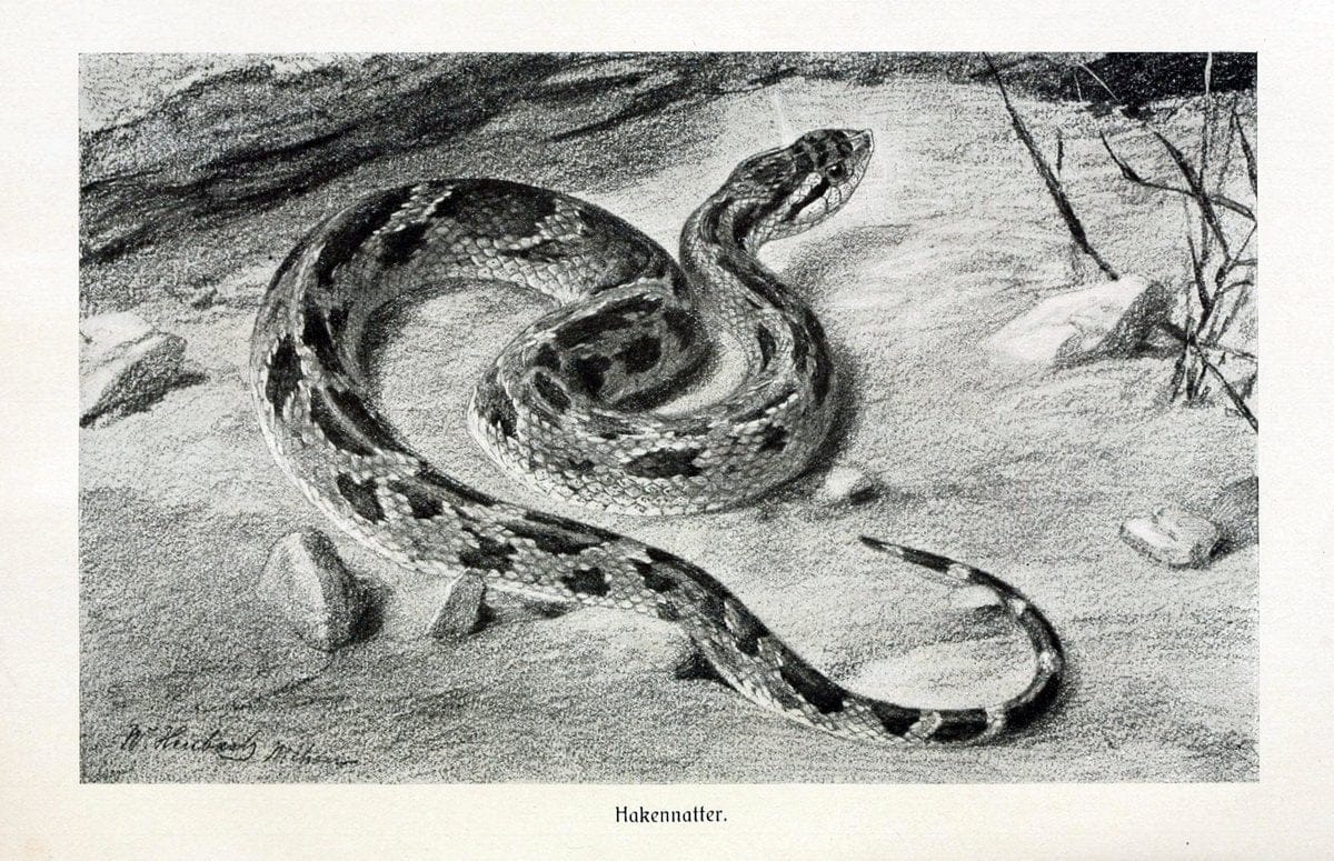 Brehms Tierleben. Leipzig,Bibliographisches Institut,1911-19-. | "Animal behavior" Zoology  | Vintage Print Reproduction 463413