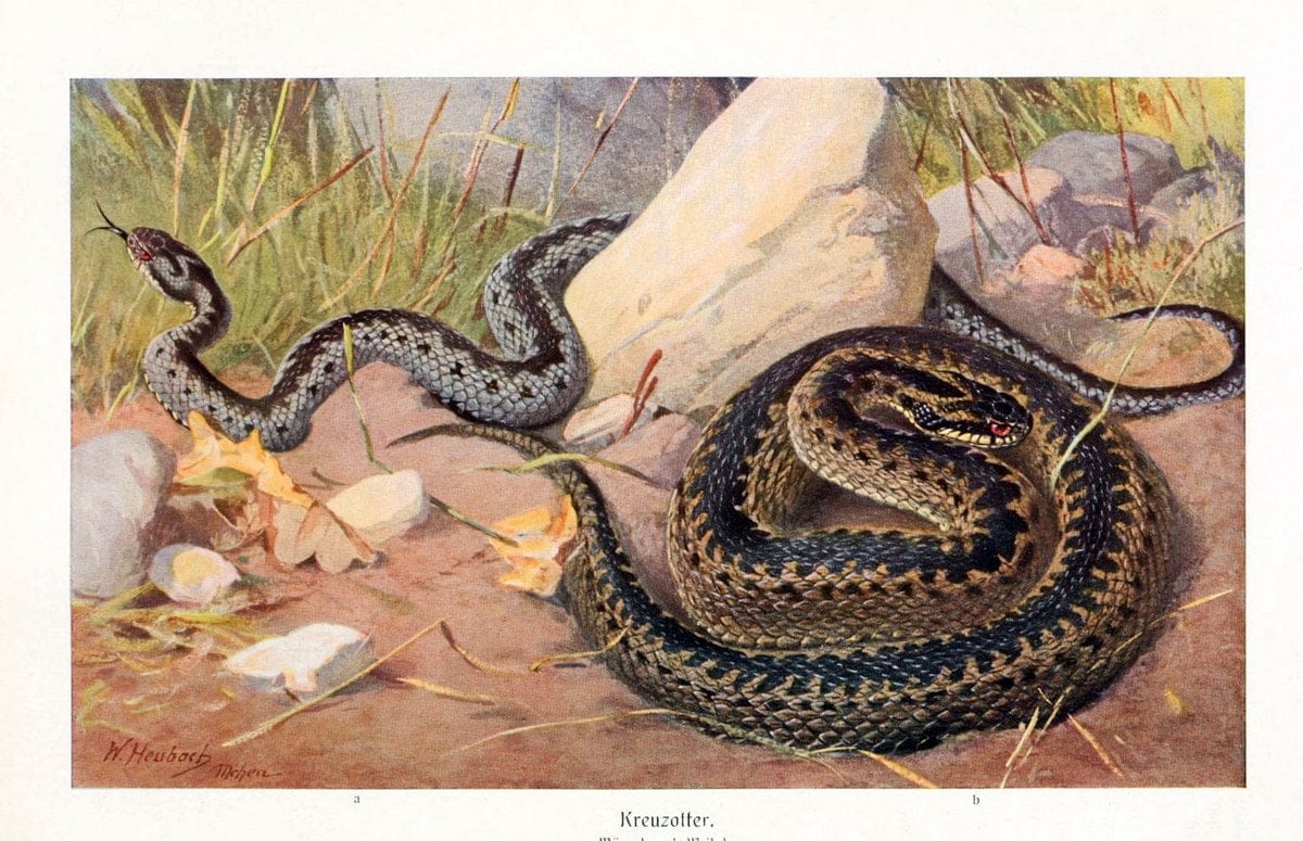 Brehms Tierleben. Leipzig,Bibliographisches Institut,1911-19-. | "Animal behavior" Zoology  | Vintage Print Reproduction 463415