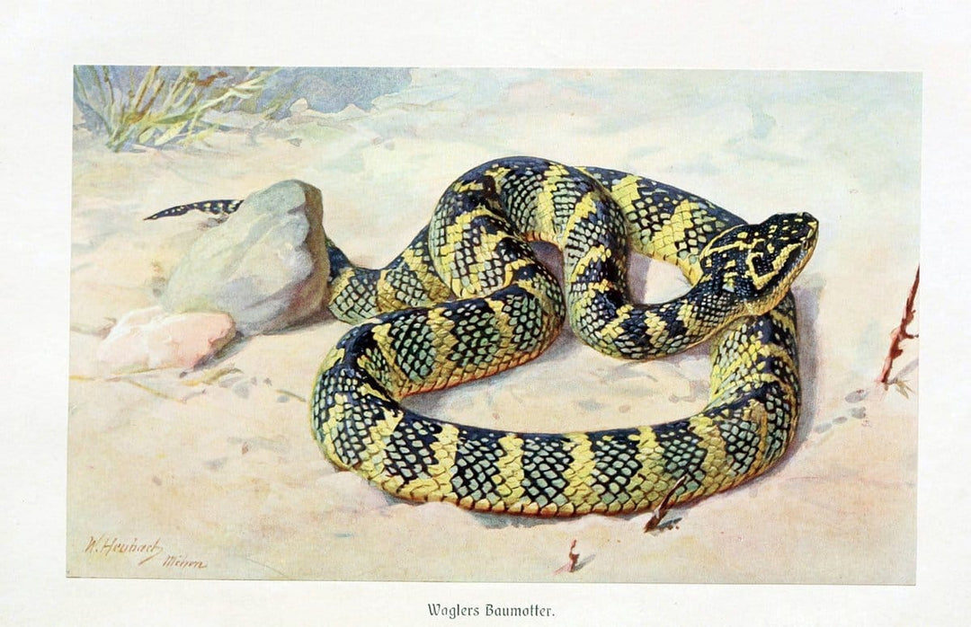 Brehms Tierleben. Leipzig,Bibliographisches Institut,1911-19-. | "Animal behavior" Zoology  | Vintage Print Reproduction 463416