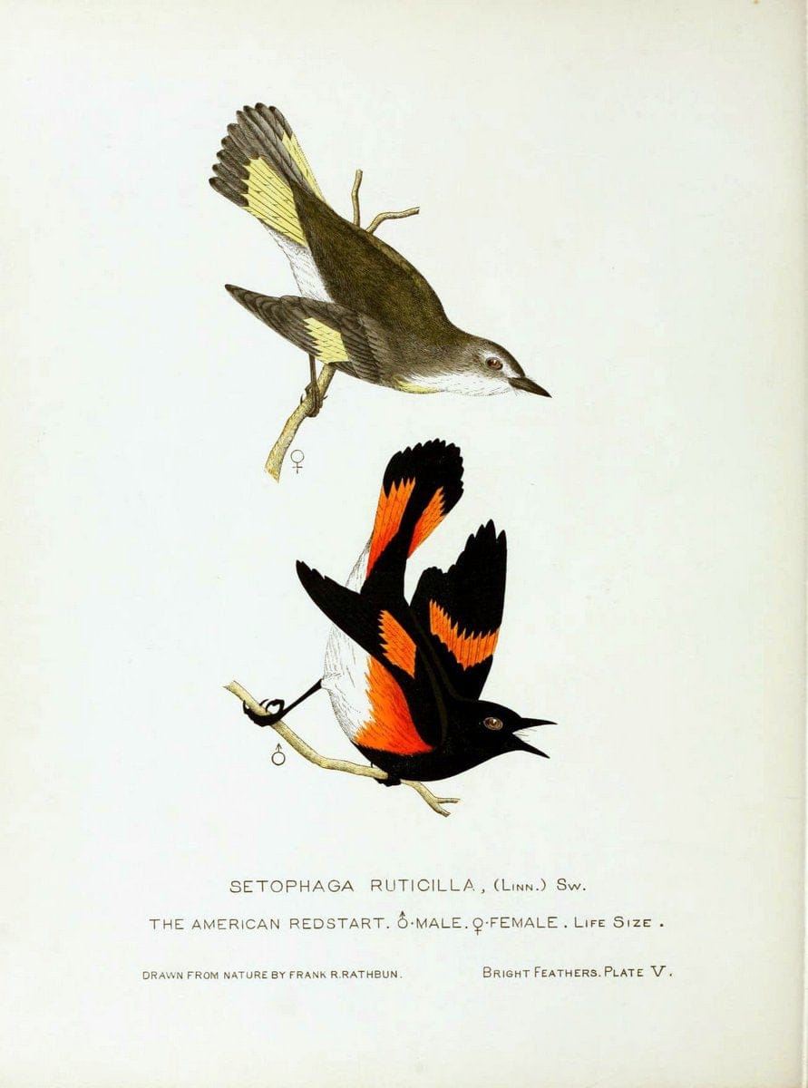 Bright feathersAuburn, N.Y. :The author,1880-82. |  | Vintage Print Reproduction 463417