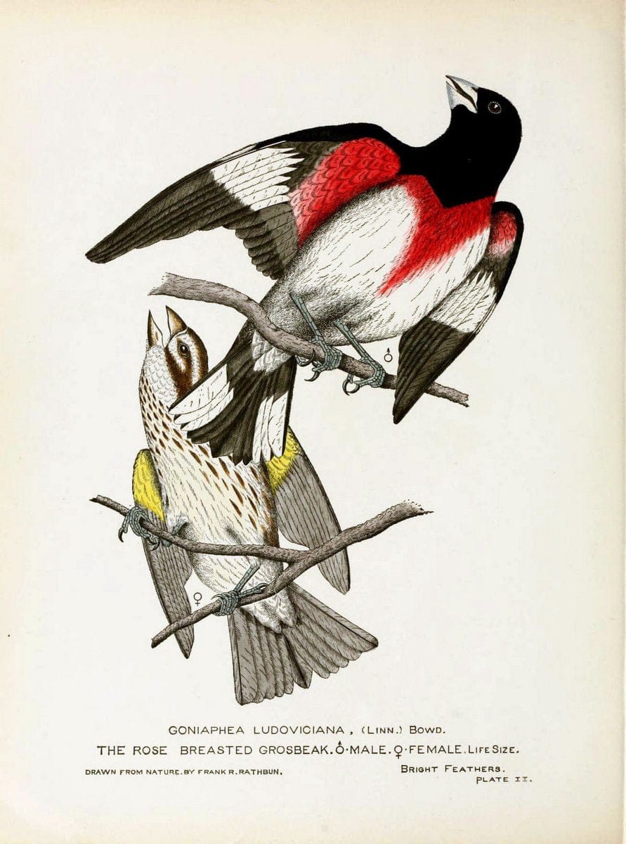 Bright feathersAuburn, N.Y. :The author,1880-82. |  | Vintage Print Reproduction 463419