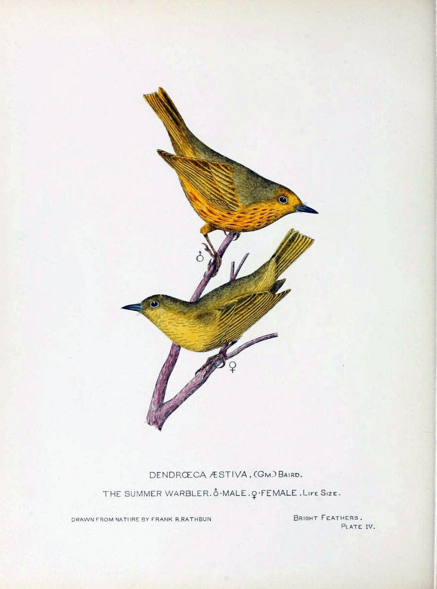 Bright feathersAuburn, N.Y. :The author,1880-82. |  | Vintage Print Reproduction 463421