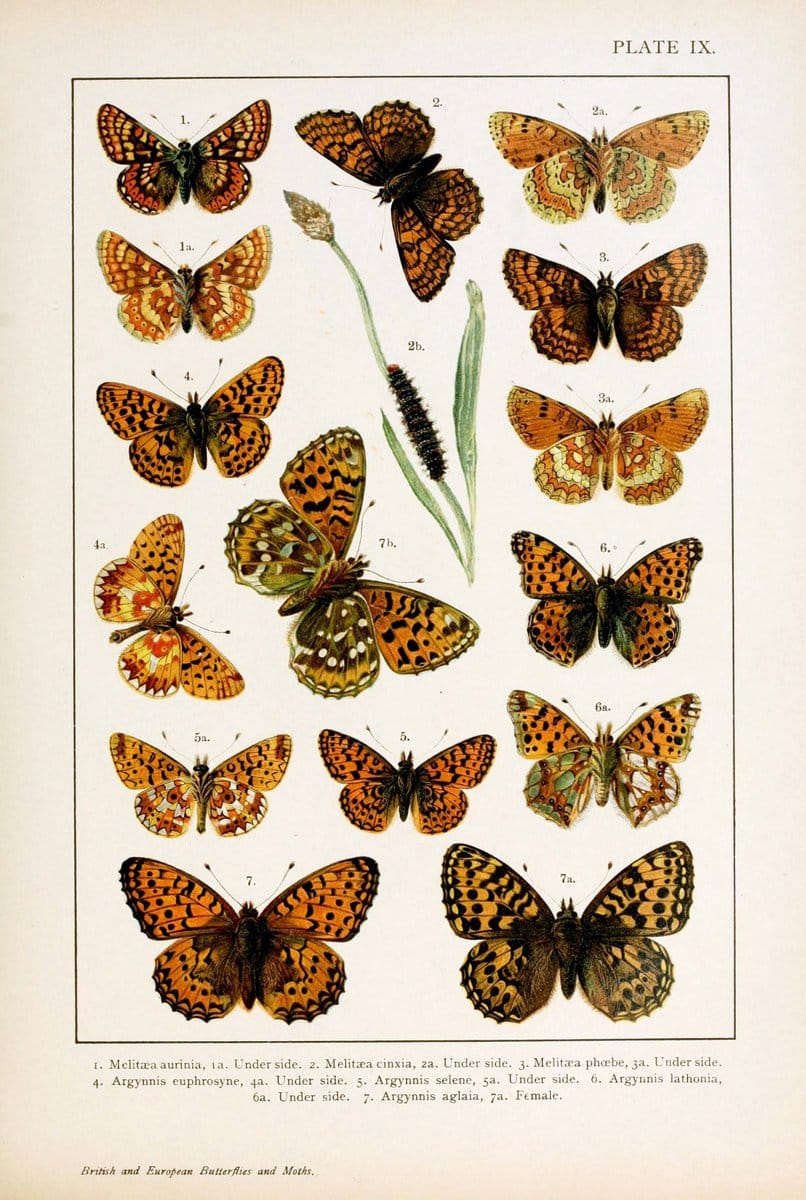 British and European butterflies and moths (Macrolepidoptera)London,E. Nister;[1895] | Europe "Great Britain" Lepidoptera  "Woods Hole" | Vintage Print Reproduction 463422