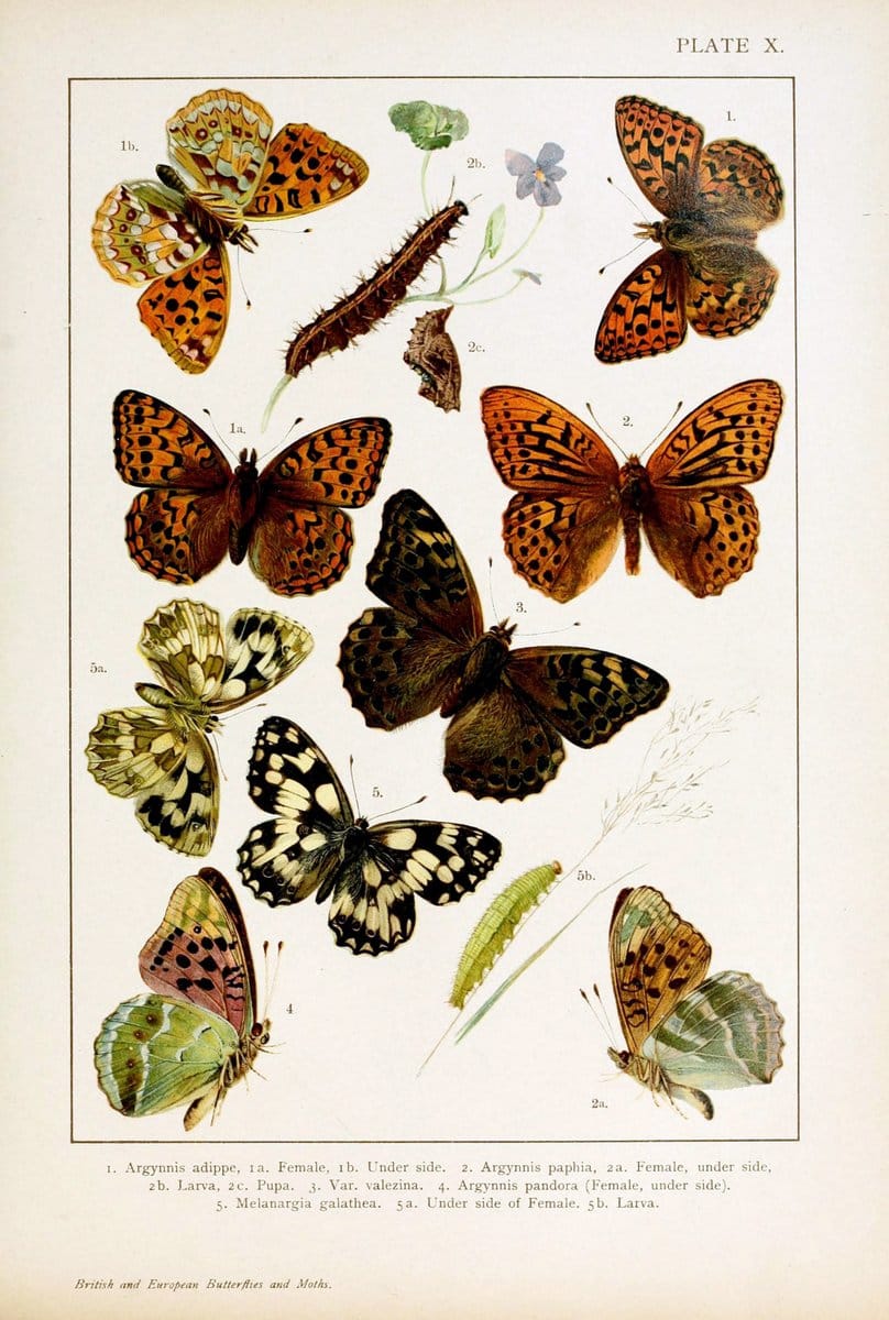 British and European butterflies and moths (Macrolepidoptera)London,E. Nister;[1895] | Europe "Great Britain" Lepidoptera  "Woods Hole" | Vintage Print Reproduction 463423