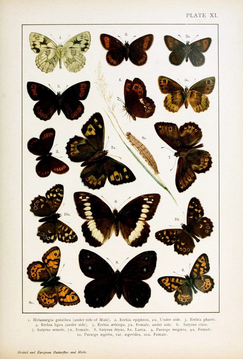 British and European butterflies and moths (Macrolepidoptera)London,E. Nister;[1895] | Europe "Great Britain" Lepidoptera  "Woods Hole" | Vintage Print Reproduction 463424
