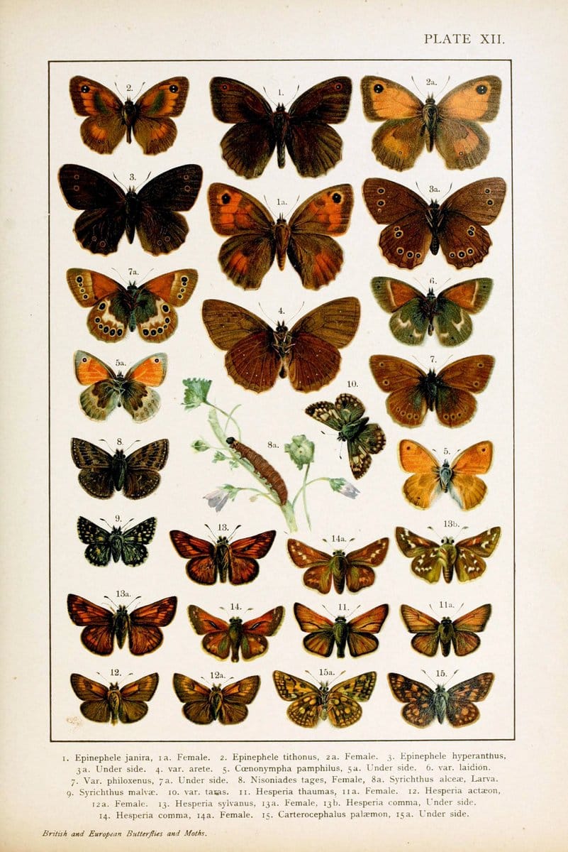 British and European butterflies and moths (Macrolepidoptera)London,E. Nister;[1895] | Europe "Great Britain" Lepidoptera  "Woods Hole" | Vintage Print Reproduction 463425