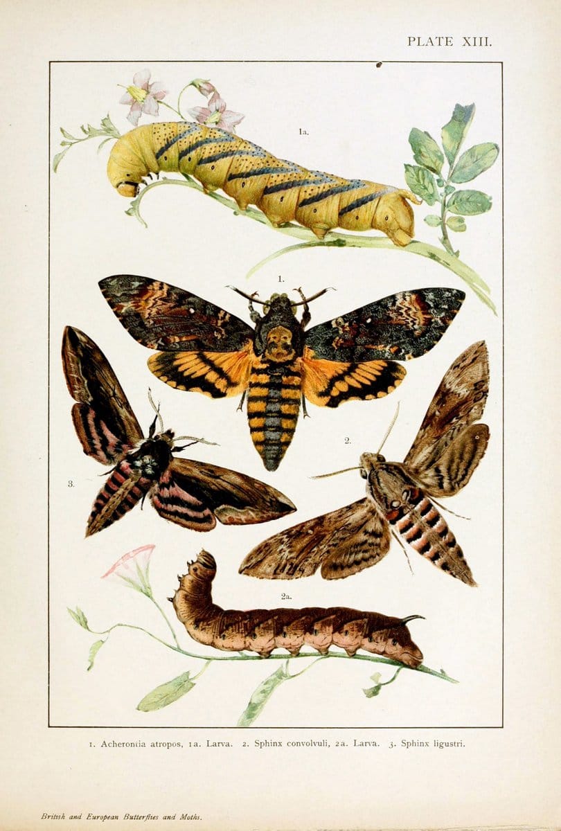 British and European butterflies and moths (Macrolepidoptera)London,E. Nister;[1895] | Europe "Great Britain" Lepidoptera  "Woods Hole" | Vintage Print Reproduction 463426