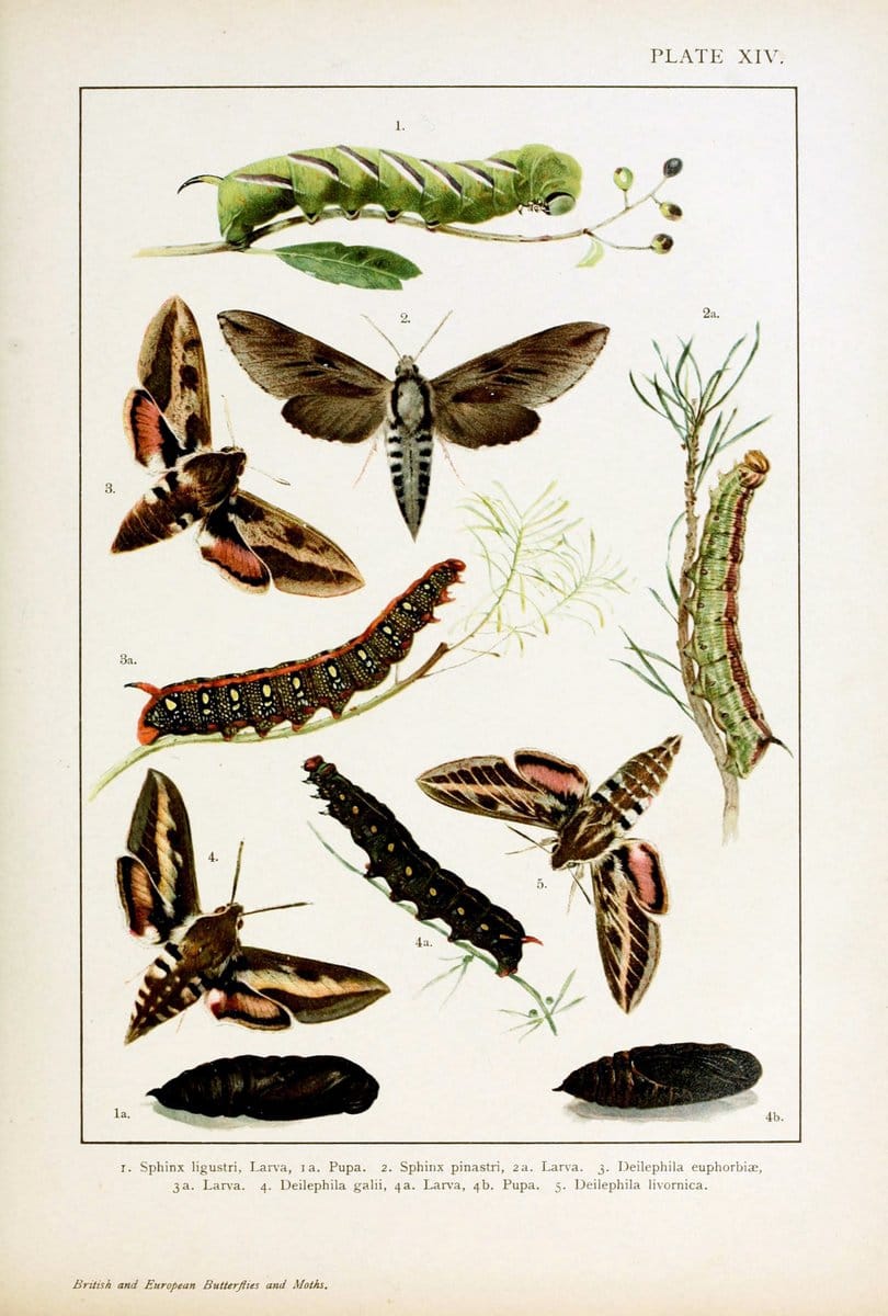 British and European butterflies and moths (Macrolepidoptera)London,E. Nister;[1895] | Europe "Great Britain" Lepidoptera  "Woods Hole" | Vintage Print Reproduction 463427