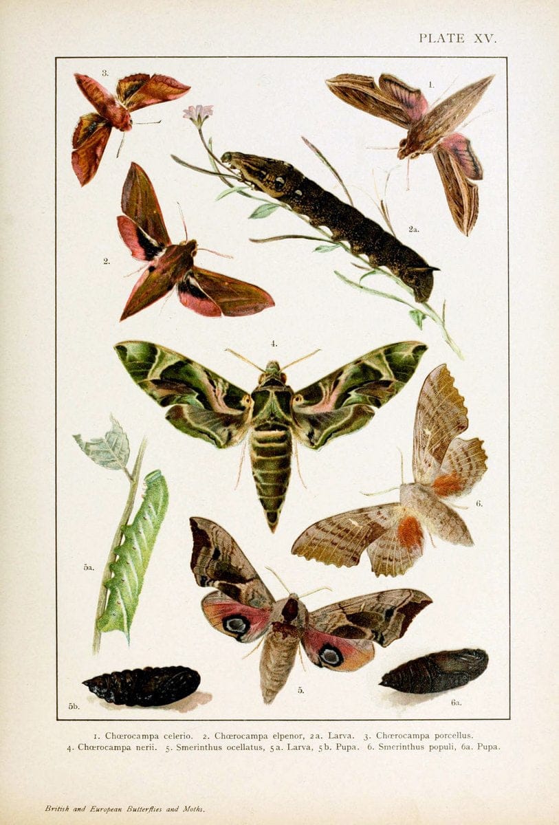 British and European butterflies and moths (Macrolepidoptera)London,E. Nister;[1895] | Europe "Great Britain" Lepidoptera  "Woods Hole" | Vintage Print Reproduction 463428