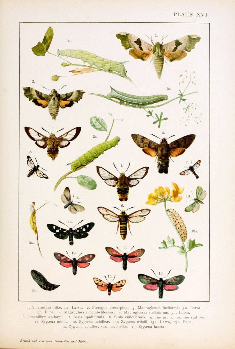 British and European butterflies and moths (Macrolepidoptera)London,E. Nister;[1895] | Europe "Great Britain" Lepidoptera  "Woods Hole" | Vintage Print Reproduction 463429