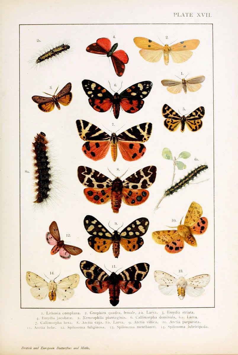British and European butterflies and moths (Macrolepidoptera)London,E. Nister;[1895] | Europe "Great Britain" Lepidoptera  "Woods Hole" | Vintage Print Reproduction 463430