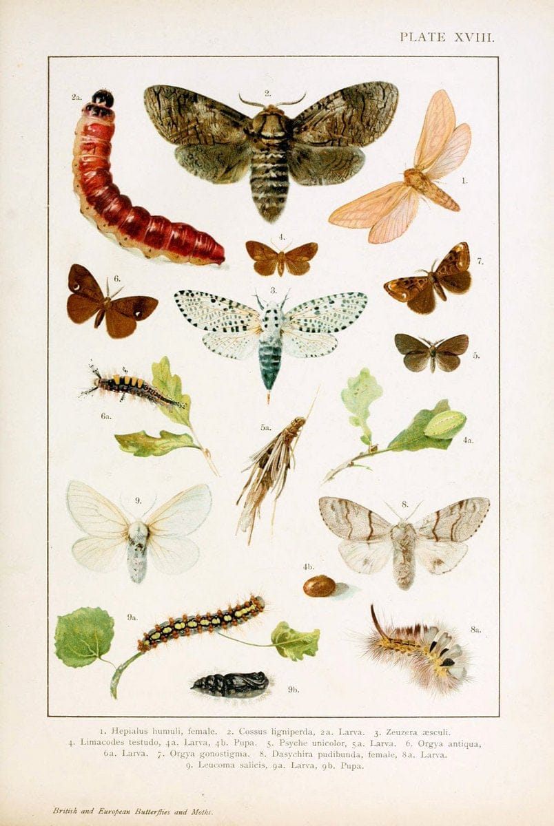 British and European butterflies and moths (Macrolepidoptera)London,E. Nister;[1895] | Europe "Great Britain" Lepidoptera  "Woods Hole" | Vintage Print Reproduction 463431