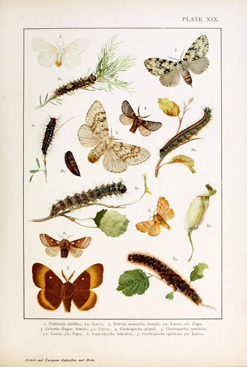 British and European butterflies and moths (Macrolepidoptera)London,E. Nister;[1895] | Europe "Great Britain" Lepidoptera  "Woods Hole" | Vintage Print Reproduction 463432