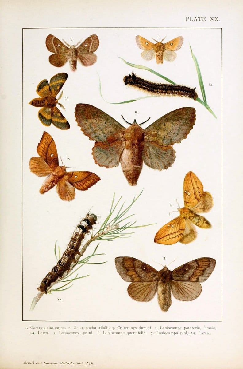 British and European butterflies and moths (Macrolepidoptera)London,E. Nister;[1895] | Europe "Great Britain" Lepidoptera  "Woods Hole" | Vintage Print Reproduction 463433