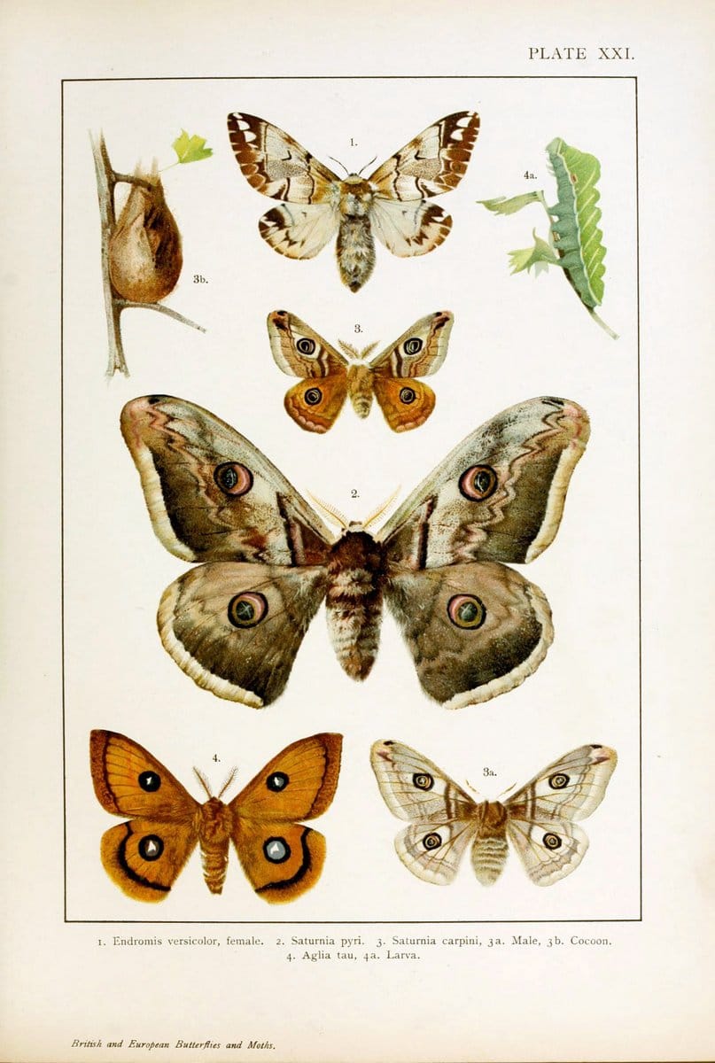 British and European butterflies and moths (Macrolepidoptera)London,E. Nister;[1895] | Europe "Great Britain" Lepidoptera  "Woods Hole" | Vintage Print Reproduction 463434
