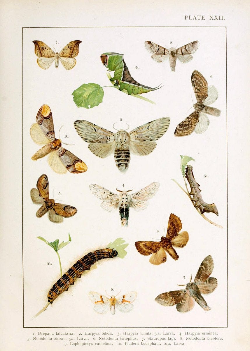 British and European butterflies and moths (Macrolepidoptera)London,E. Nister;[1895] | Europe "Great Britain" Lepidoptera  "Woods Hole" | Vintage Print Reproduction 463435