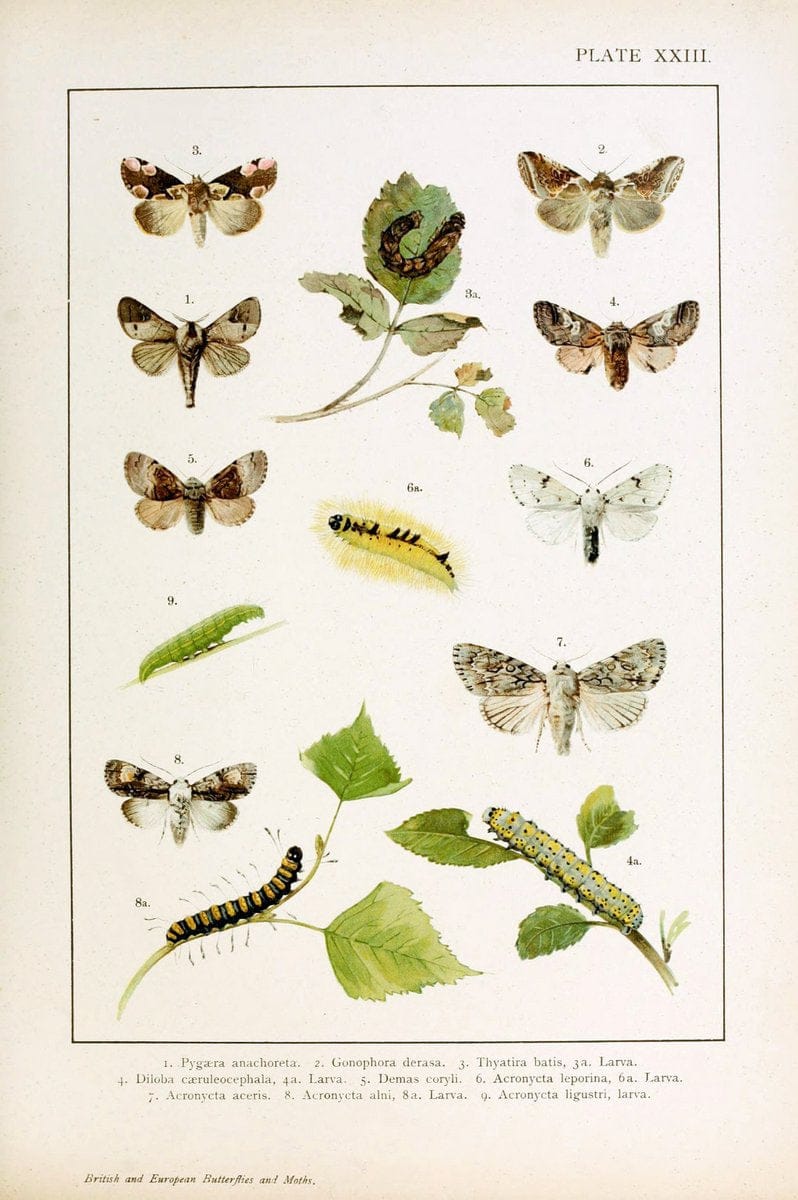 British and European butterflies and moths (Macrolepidoptera)London,E. Nister;[1895] | Europe "Great Britain" Lepidoptera  "Woods Hole" | Vintage Print Reproduction 463436