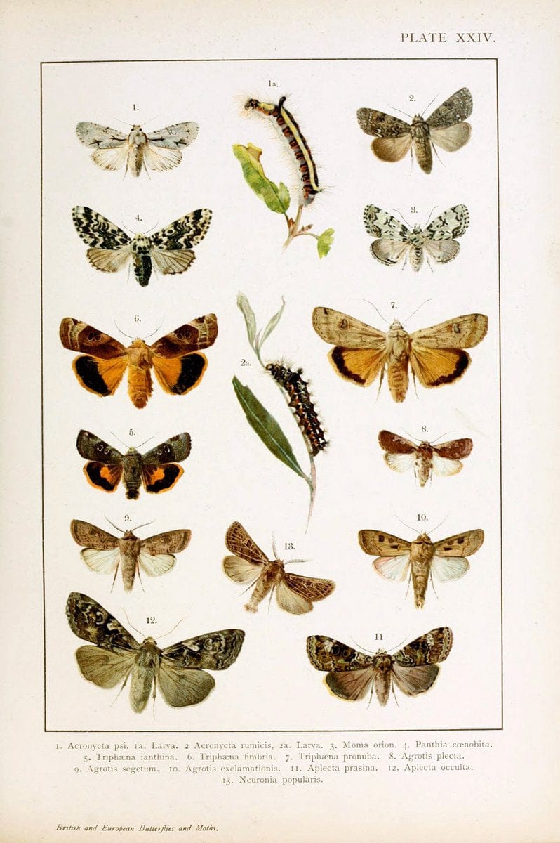 British and European butterflies and moths (Macrolepidoptera)London,E. Nister;[1895] | Europe "Great Britain" Lepidoptera  "Woods Hole" | Vintage Print Reproduction 463437
