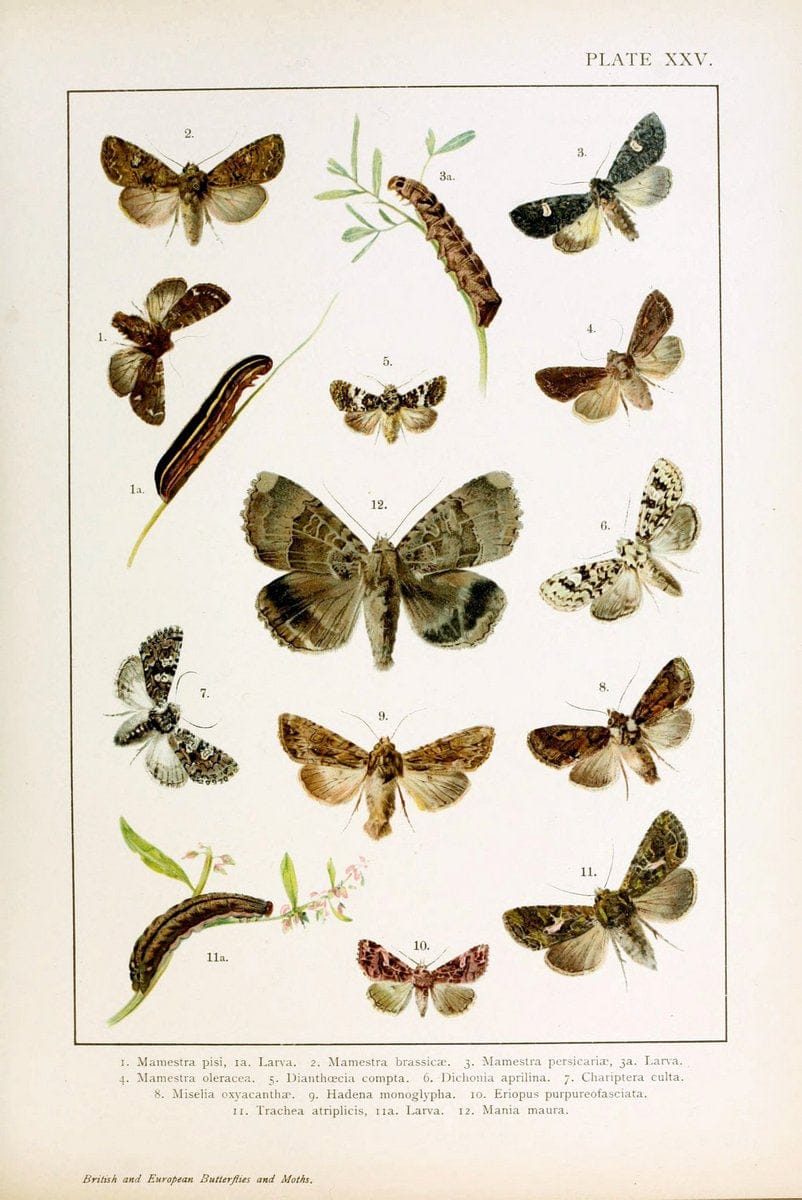 British and European butterflies and moths (Macrolepidoptera)London,E. Nister;[1895] | Europe "Great Britain" Lepidoptera  "Woods Hole" | Vintage Print Reproduction 463438