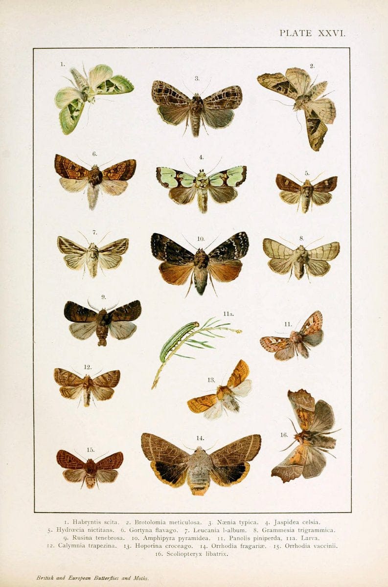 British and European butterflies and moths (Macrolepidoptera)London,E. Nister;[1895] | Europe "Great Britain" Lepidoptera  "Woods Hole" | Vintage Print Reproduction 463439