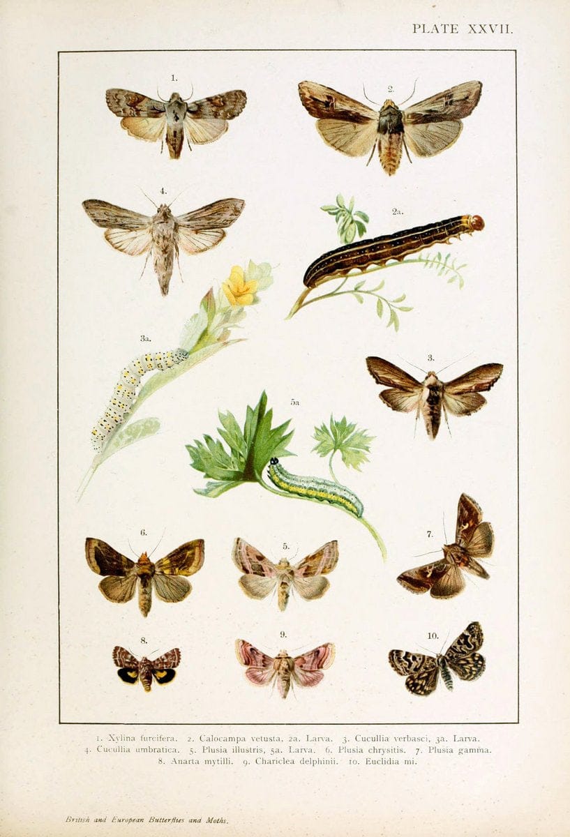 British and European butterflies and moths (Macrolepidoptera)London,E. Nister;[1895] | Europe "Great Britain" Lepidoptera  "Woods Hole" | Vintage Print Reproduction 463440