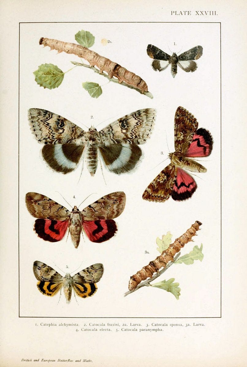 British and European butterflies and moths (Macrolepidoptera)London,E. Nister;[1895] | Europe "Great Britain" Lepidoptera  "Woods Hole" | Vintage Print Reproduction 463442
