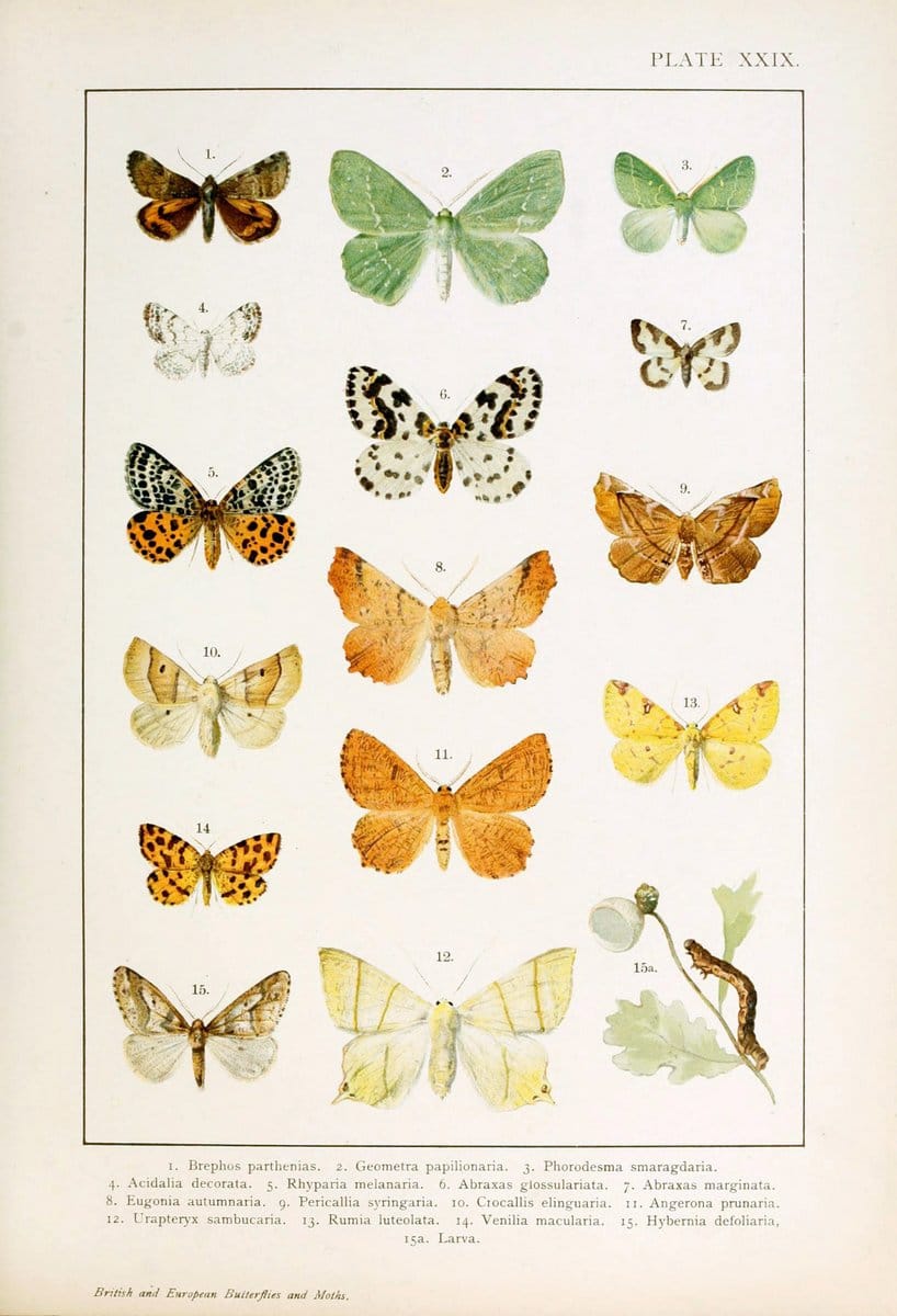British and European butterflies and moths (Macrolepidoptera)London,E. Nister;[1895] | Europe "Great Britain" Lepidoptera  "Woods Hole" | Vintage Print Reproduction 463443