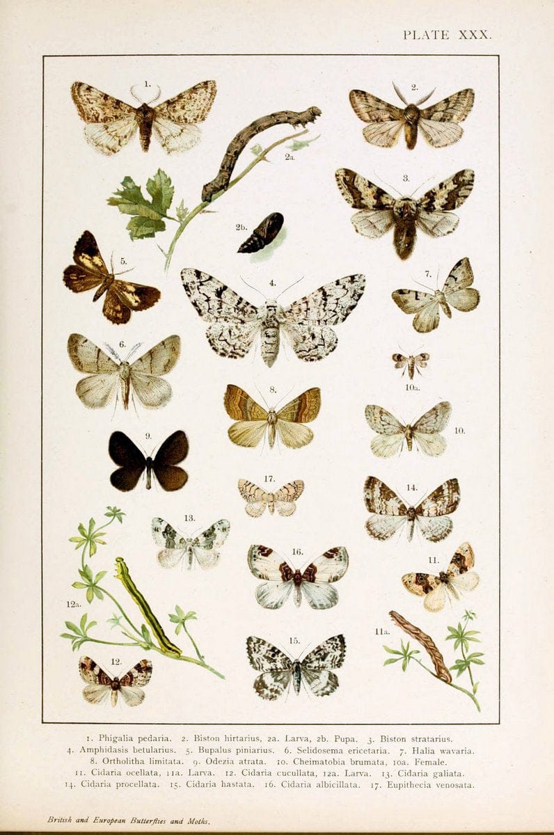 British and European butterflies and moths (Macrolepidoptera)London,E. Nister;[1895] | Europe "Great Britain" Lepidoptera  "Woods Hole" | Vintage Print Reproduction 463444