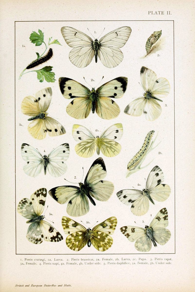 British and European butterflies and moths (Macrolepidoptera)London,E. Nister;[1895] | Europe "Great Britain" Lepidoptera  "Woods Hole" | Vintage Print Reproduction 463445