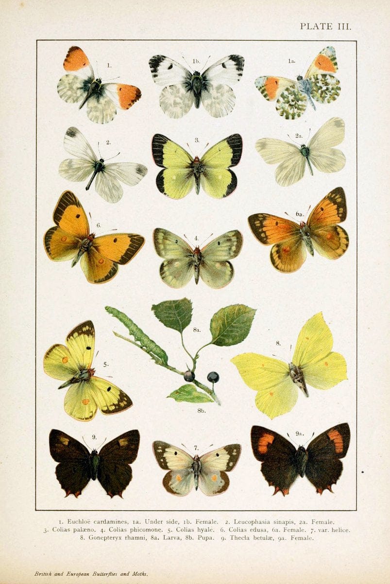 British and European butterflies and moths (Macrolepidoptera)London,E. Nister;[1895] | Europe "Great Britain" Lepidoptera  "Woods Hole" | Vintage Print Reproduction 463446