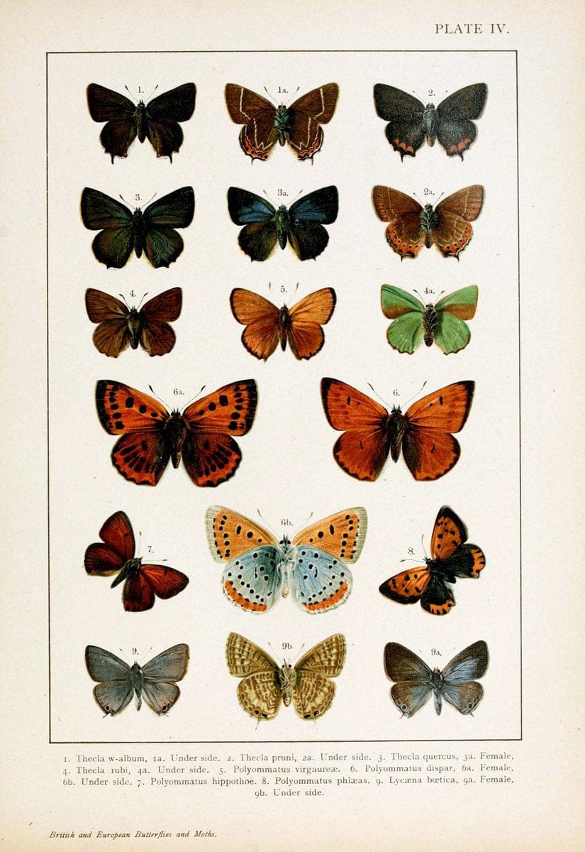 British and European butterflies and moths (Macrolepidoptera)London,E. Nister;[1895] | Europe "Great Britain" Lepidoptera  "Woods Hole" | Vintage Print Reproduction 463447