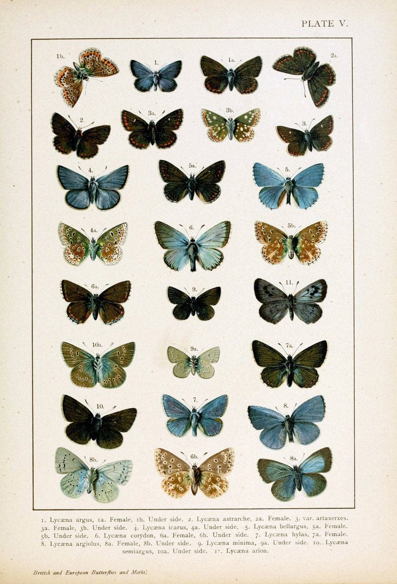 British and European butterflies and moths (Macrolepidoptera)London,E. Nister;[1895] | Europe "Great Britain" Lepidoptera  "Woods Hole" | Vintage Print Reproduction 463448