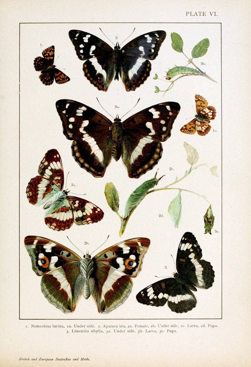 British and European butterflies and moths (Macrolepidoptera)London,E. Nister;[1895] | Europe "Great Britain" Lepidoptera  "Woods Hole" | Vintage Print Reproduction 463449