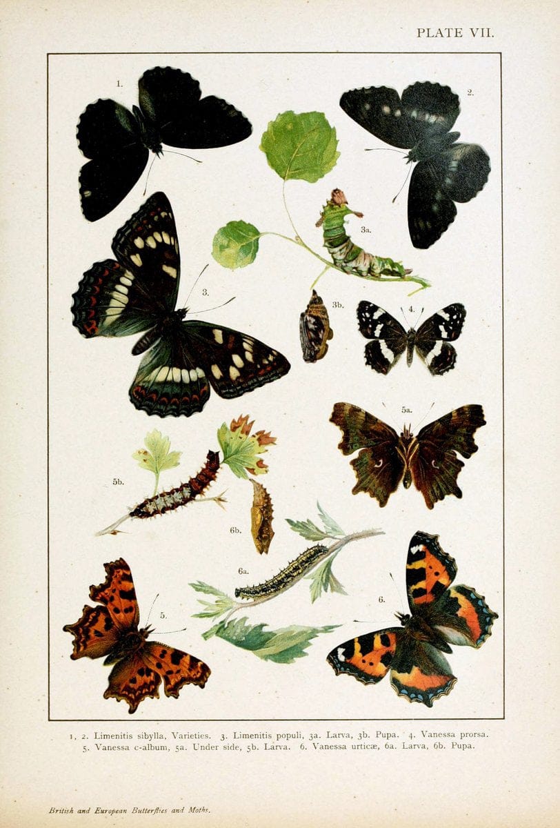 British and European butterflies and moths (Macrolepidoptera)London,E. Nister;[1895] | Europe "Great Britain" Lepidoptera  "Woods Hole" | Vintage Print Reproduction 463450