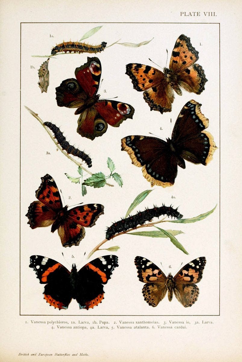 British and European butterflies and moths (Macrolepidoptera)London,E. Nister;[1895] | Europe "Great Britain" Lepidoptera  "Woods Hole" | Vintage Print Reproduction 463451