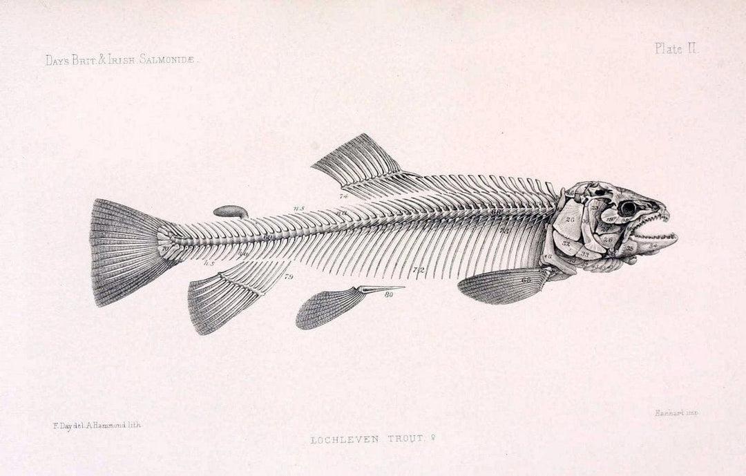British and Irish SalmonidÃ¦ /.London [etc.]Williams and Norgate,1887.. |  | Vintage Print Reproduction 463453