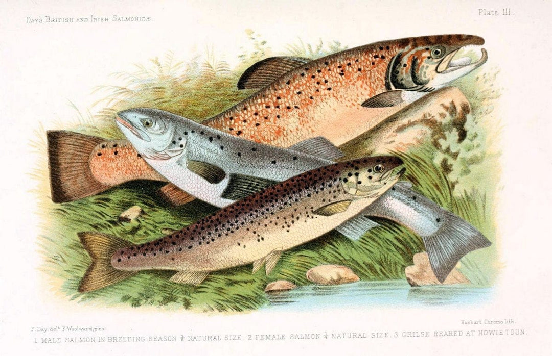 British and Irish SalmonidÃ¦ /.London [etc.]Williams and Norgate,1887.. |  | Vintage Print Reproduction 463454