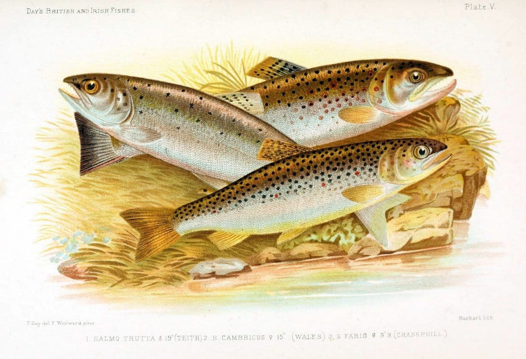 British and Irish SalmonidÃ¦ /.London [etc.]Williams and Norgate,1887.. |  | Vintage Print Reproduction 463456