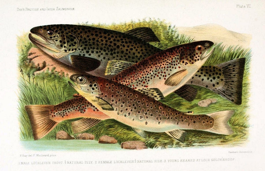British and Irish SalmonidÃ¦ /.London [etc.]Williams and Norgate,1887.. |  | Vintage Print Reproduction 463457
