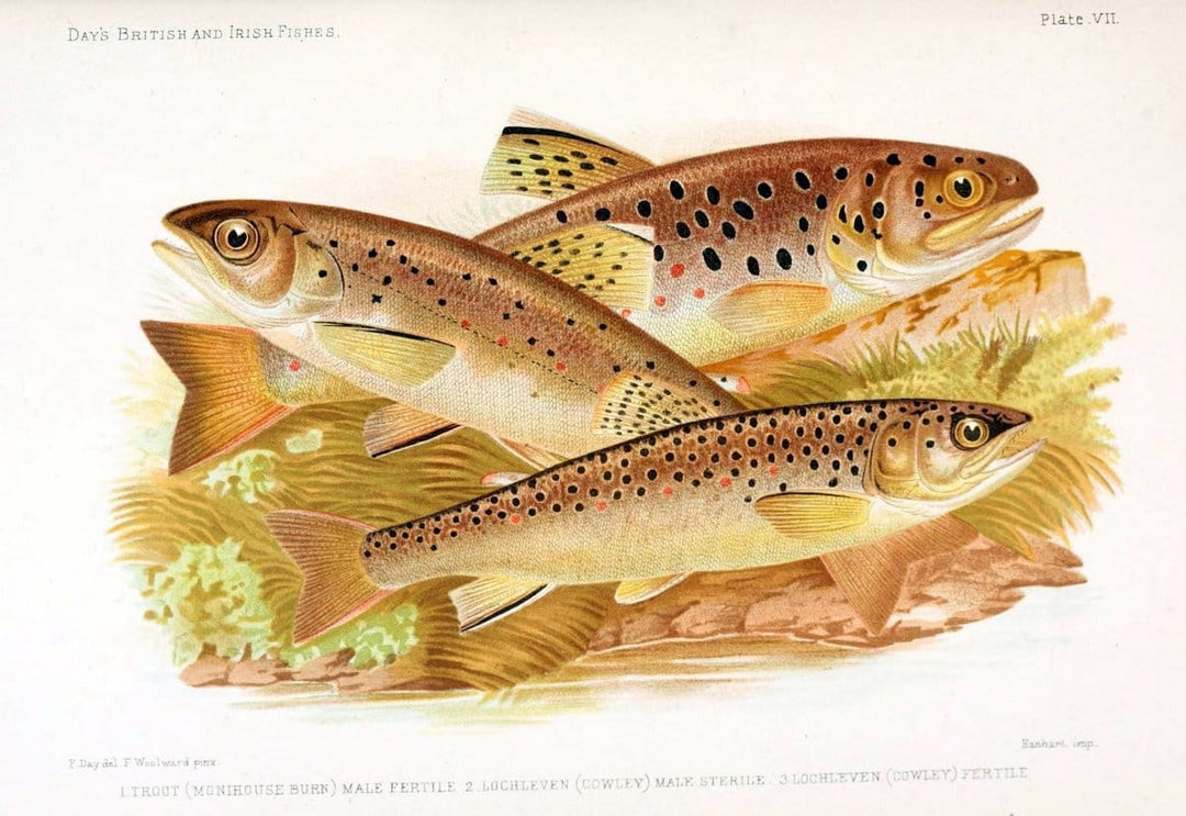 British and Irish SalmonidÃ¦ /.London [etc.]Williams and Norgate,1887.. |  | Vintage Print Reproduction 463458