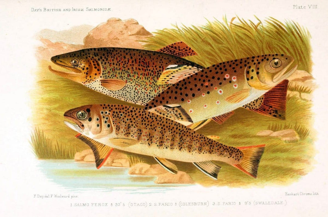British and Irish SalmonidÃ¦ /.London [etc.]Williams and Norgate,1887.. |  | Vintage Print Reproduction 463459