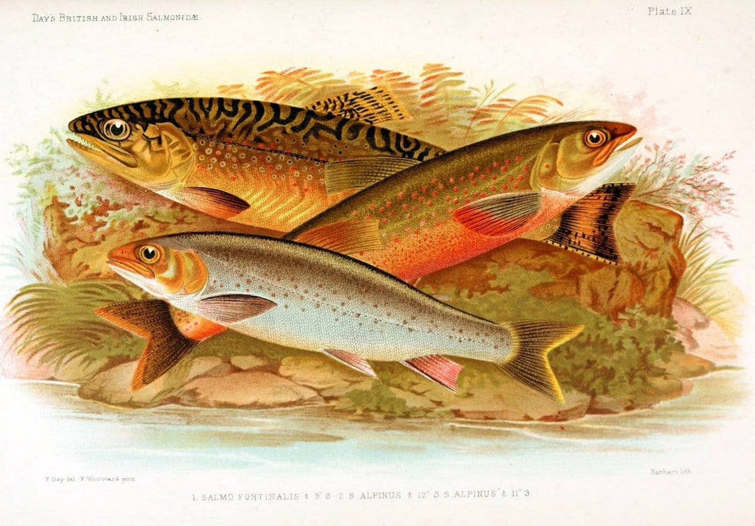 British and Irish SalmonidÃ¦ /.London [etc.]Williams and Norgate,1887.. |  | Vintage Print Reproduction 463460