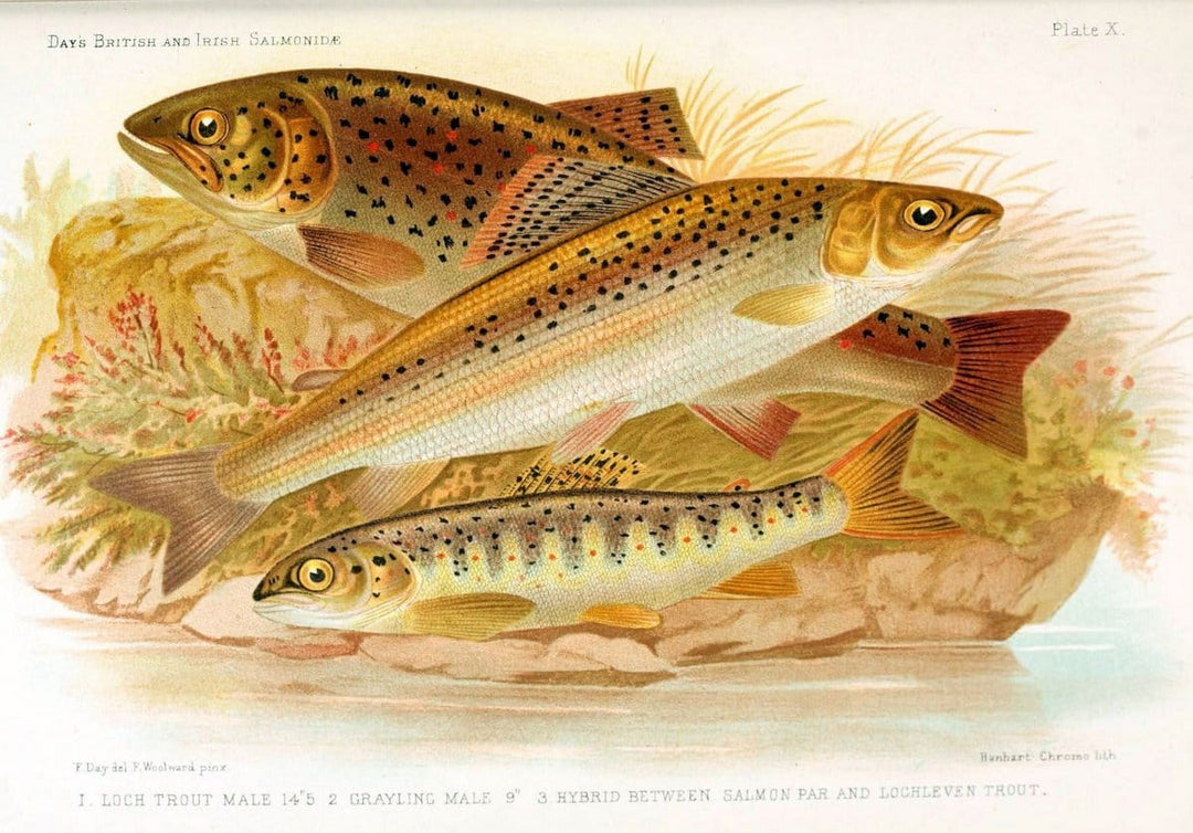 British and Irish SalmonidÃ¦ /.London [etc.]Williams and Norgate,1887.. |  | Vintage Print Reproduction 463461